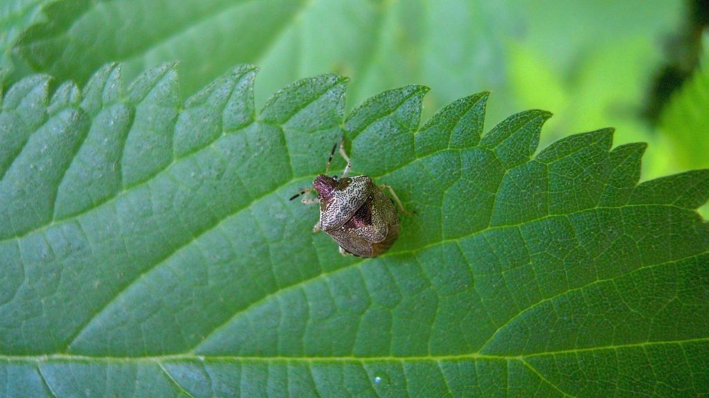 Eysarcoris fabricii? ... ora Stagonomus venustissimus